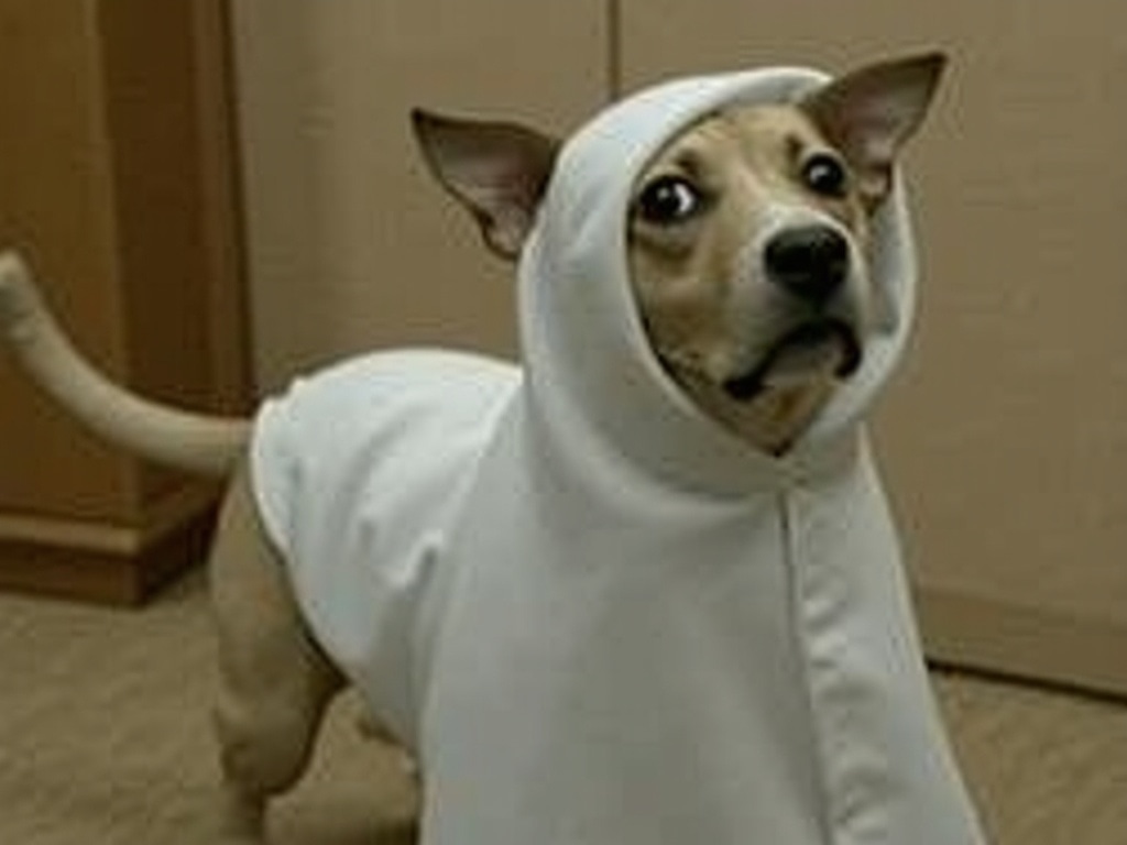 AI-generated reaction image of a startled tan dog wearing a white ghost costume hood, glancing sideways in a hallway