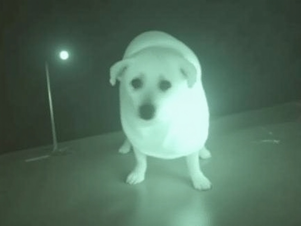 Night-vision style shot of a white dog standing wide-eyed and anxious in a dark room, lit green like a haunted-house camera